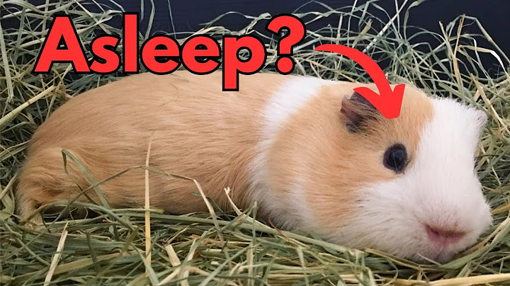 Why Do Guinea Pigs Sleep With Their Eyes Open? 👀