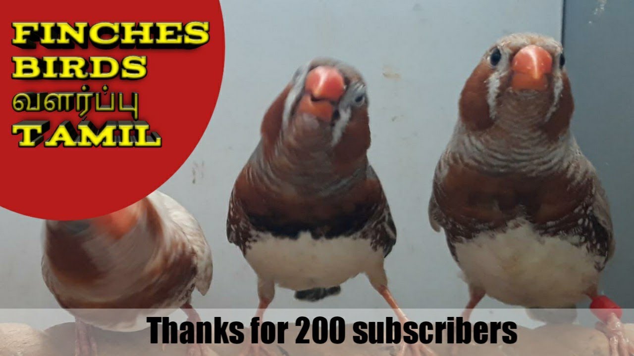 Finches basic tips for beginners tamil| finch breading tips tamill ...