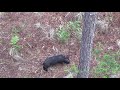 North Florida June Hog Hunt