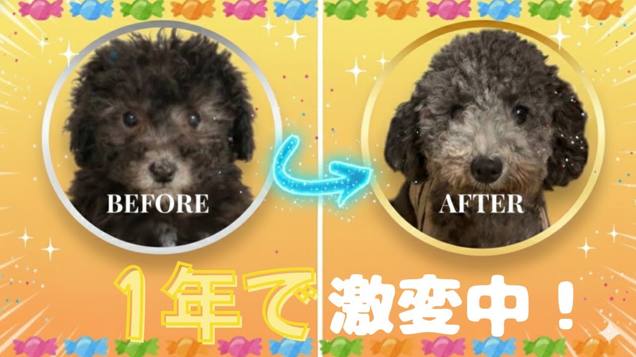 【激変中】真っ黒な子犬が1年で…？シルバートイプードルの褪色がどこまで進むか検証してみた！