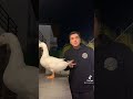Dance Tiktok танцы движения животные гусь тик ток танец Dance Tiktok танцы движения животные гусь тик ток танец