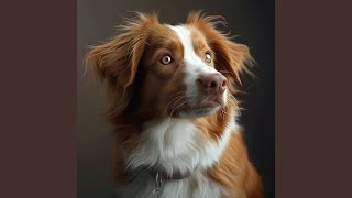Gentle Paws’ Pathway