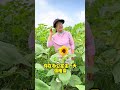 What can you compare with me I grow vegetables in the fields while you eat takeout in the