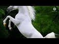 ترنيمة العالم يبني ويزرع بصوت الشماس كريم ممدوح 