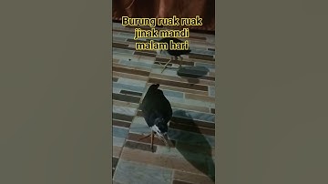 burung ruak ruak jinak malam hari mintak mandi
