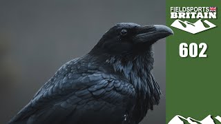 Fieldsports Britain Black Is Back