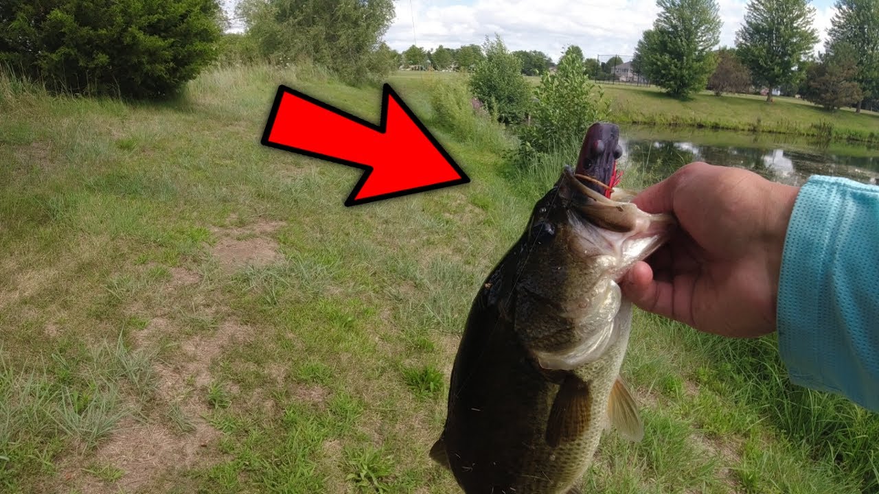 Topwater Frog Bass Fishing at a LOADED Pond! (Lots of Blowups)