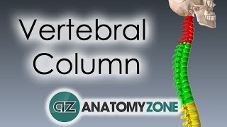 Vertebral Column - Introduction 3D Anatomy Tutorial