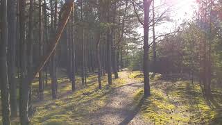 Relaxing & calm walk through pine woods. latvia. [4k, hdr10+] 4/5