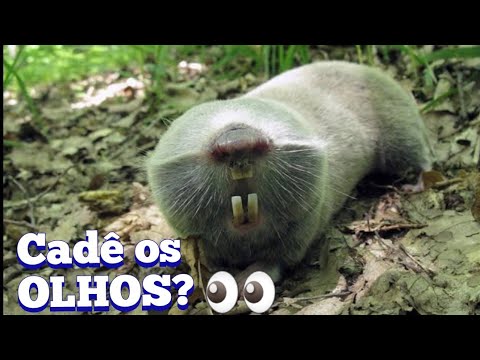 Vídeo: As toupeiras têm olhos?