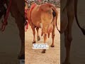 Sahiwal Cow for sale 9520970873 call me #baffalo #cow #sahiwal #gircow