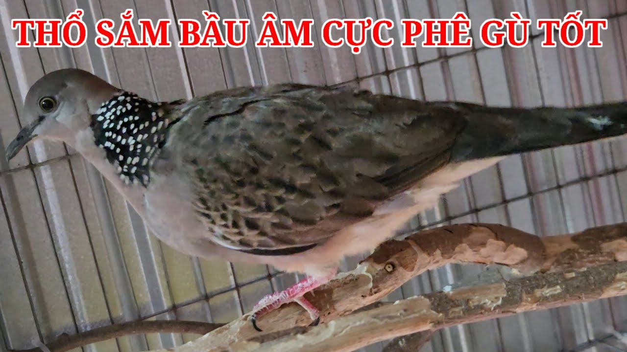 Thổ bầu âm pha sắm gù cực phê ae cần alô  ( Huy 69 zalo 0913 3000 11 ) clisp 977