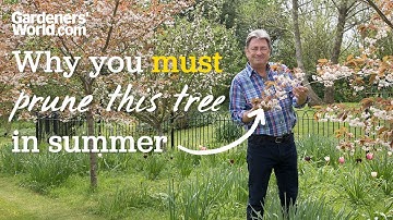 Avoid SILVER LEAF DISEASE when pruning cherry trees with Alan
