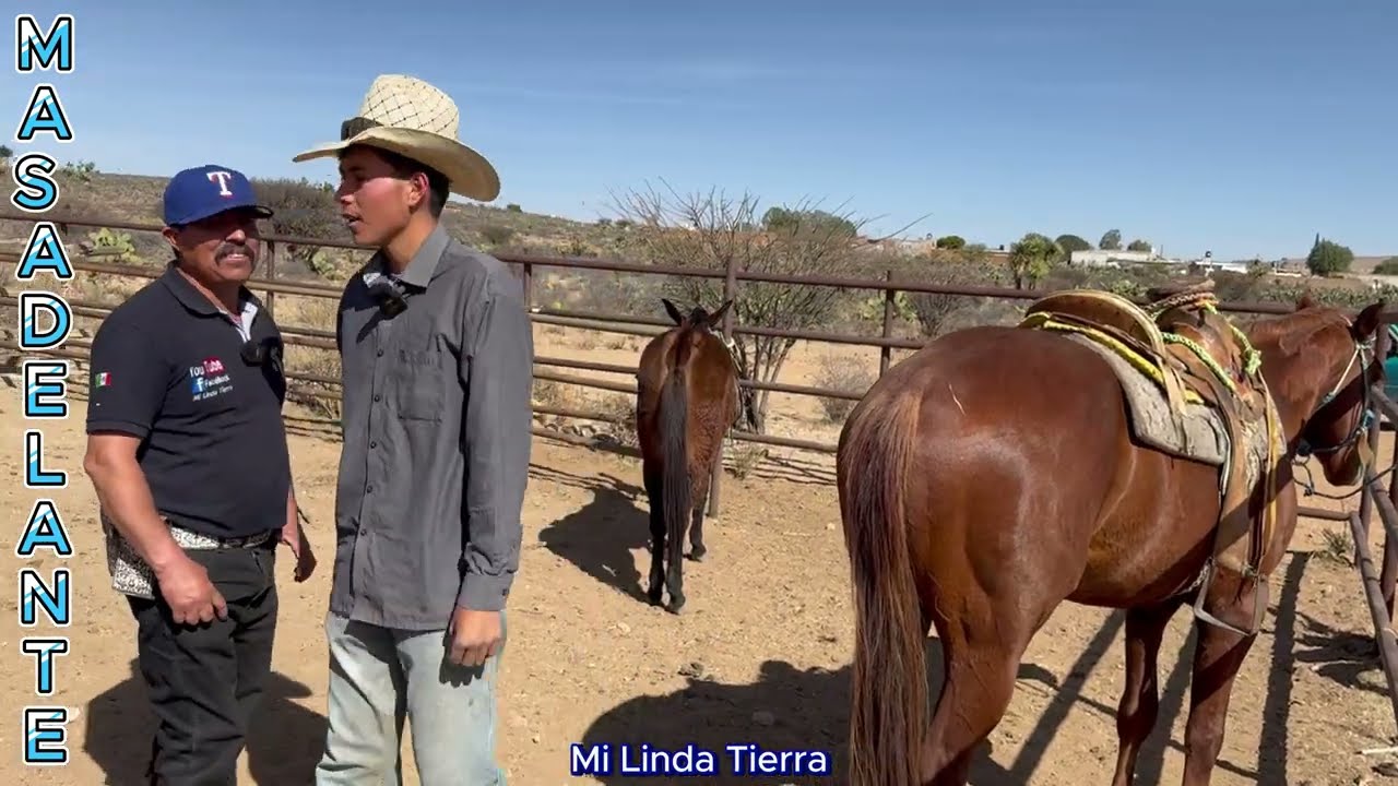DEL DIARIO TENGO QUE TRABAJAR LOS CABALLOS Y LES DOY RIENDA Y LES ENSEÑO A BAILAR