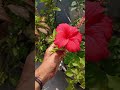 Subscribe for more 🌷❤️ #minivlog