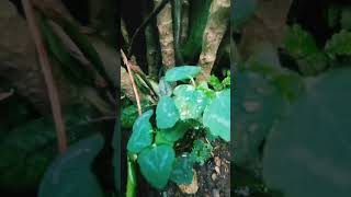 rumput hias parigata a type of ornamental grass parigata