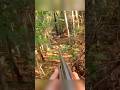 Deer hunting in forest #deerhunt #hunthowdown #animals #hunting #harehunting #весенняяохота #hunt