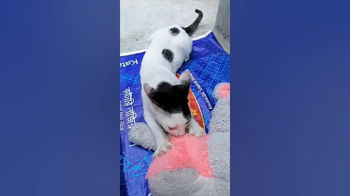 Watch the video about I think my kitten is the most silly kitten in the world/cat videos compilation#shorts