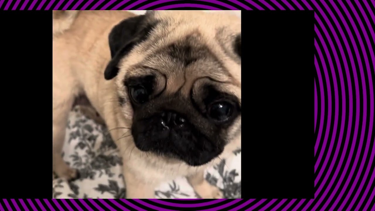 Lilibeth the Finicky Pug Treat Challenge