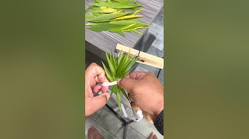 Starting your Leipo’o/Kupe’e