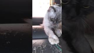 🙋 Pet's love 💕#subscribe #anijoeskitchen #viralvideos #trendingshorts #food #cooking #vlogs