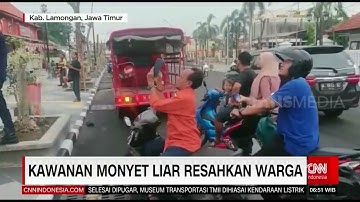 Kawasan Monyet Liar Resahkan Warga | REDAKSI PAGI (08/11/22)