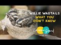 What you didn't know about Willie Wagtails