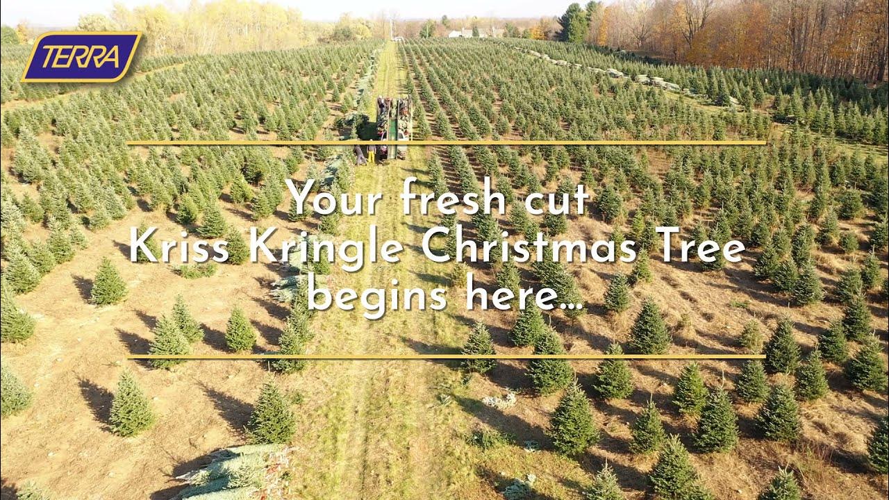 TERRA Fresh Cut Christmas Trees YouTube
