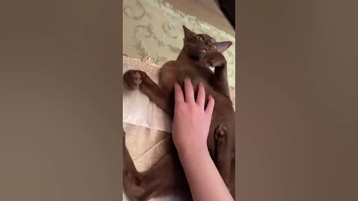 Video 8664571: sphynx cat cutecat kitten, sphynx cats kitten pets, sphynx cat cute pets, sphynx cats pets animals, cat sphynx happy cute, little sphynx cat