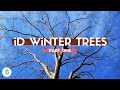 How to Identify Trees in The Winter - Part One