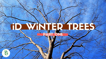 How to Identify Trees in The Winter - Part One