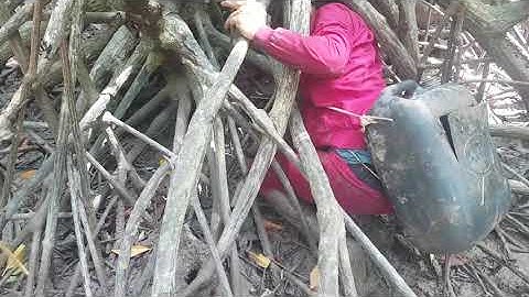 Hành trình tìm BẮT CUA MỐC HANG MŨI CÀ MAU f2