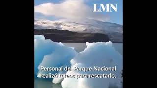 Un grupo de turistas vio un puma en el medio de un glaciar en Perito Moreno