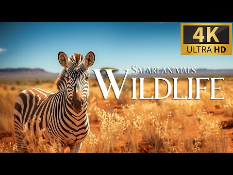 Safari Animals Scenic Relaxation Film with Peaceful Relaxing Music