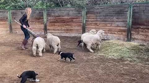 Border Collie Puppy First Time on Sheep