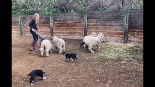Border Collie Puppy First Time on Sheep