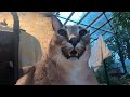 Gosha Kerr and Hissing : Big Floppa #caracal