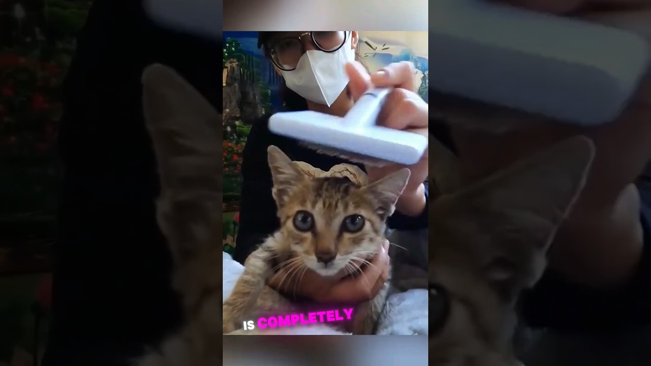 Miraculous Kitten Rescue: From Roadside to Recovery 💕 