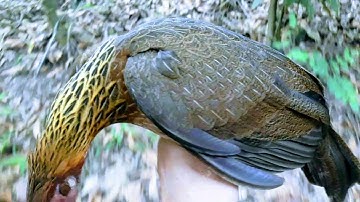 Bẫy Gà Rừng Bằng Loa Gà Về Cực Nhanh Hiệu Quả 100%