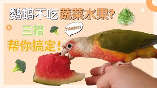 鸚鵡不愛吃蔬菜水果怎麼辦?| 鸚鵡的飲食【酷檀子小太陽】