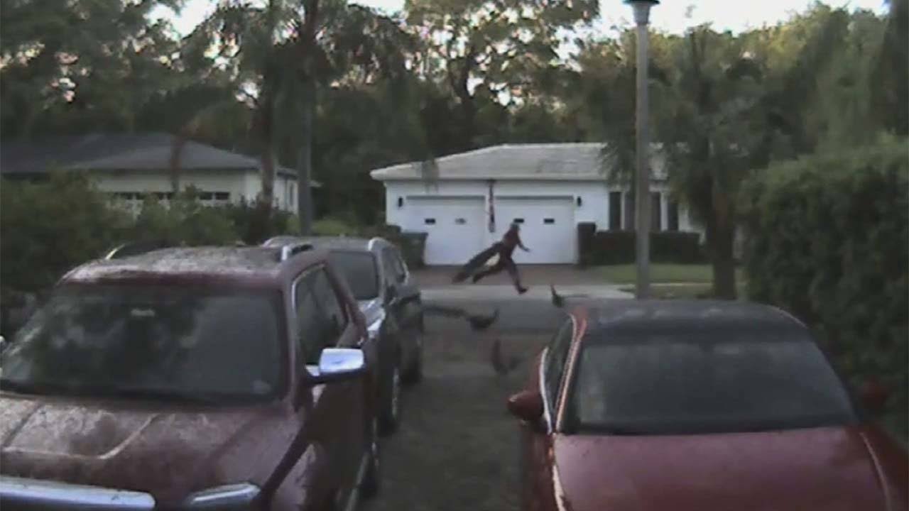 Man caught on camera stealing peacock - YouTube