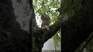 ❤️🐈 #catlovers #catlife #cat #кіт #funnyanimals #funnyanimals #cake #pisica #song by Our cute Cats - Наші милі Котики 138 views 2 weeks ago 1 minute, 27 seconds