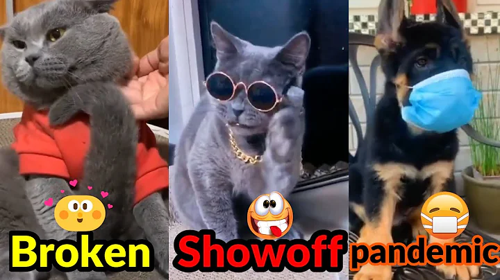 Video 11428821: cat dog funny compilation, laugh funny cats compilation, funny animals compilation