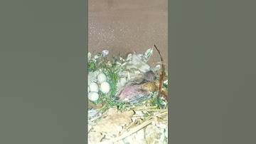 finch finding a nest finch breeding