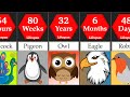 Comparison birds life span  datarush 24