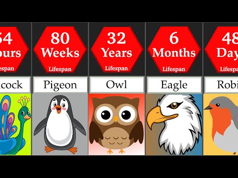 Video: Which Birds Live The Longest