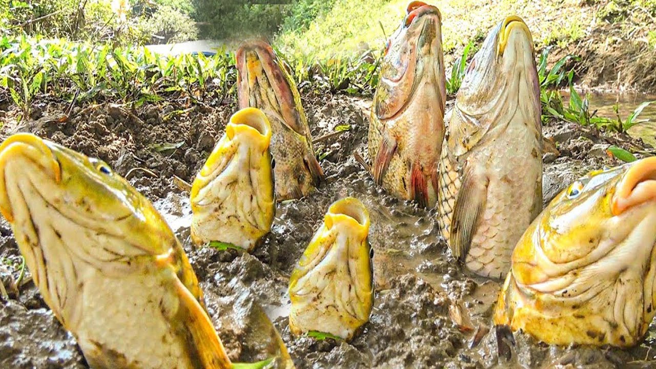 Amazing daily life dry fishing videocatching fish in river side secret