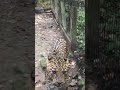 Beautiful Leopard strutting it’s stuff