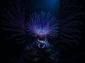 SleepedeeLoop #001 | Porcelain Crab Underwater Sleep Video #SleepVideo #UnderwaterSleepVideo #ocean