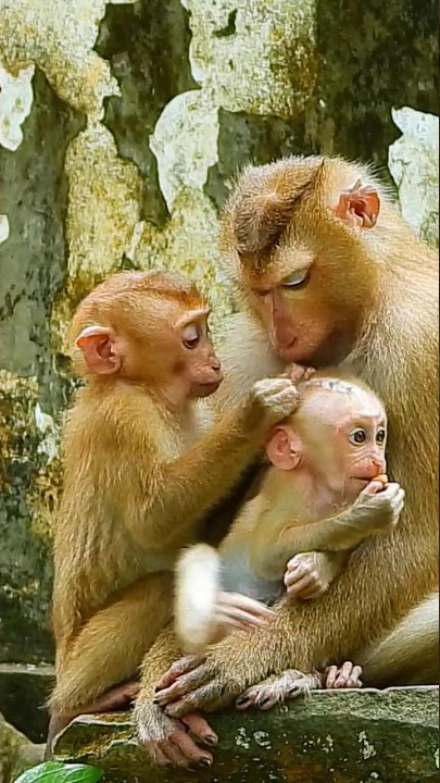 Monkeys eat the lice